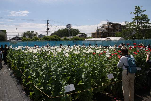 第19回　薬用植物園ほか巡り_e0117318_20434498.jpg