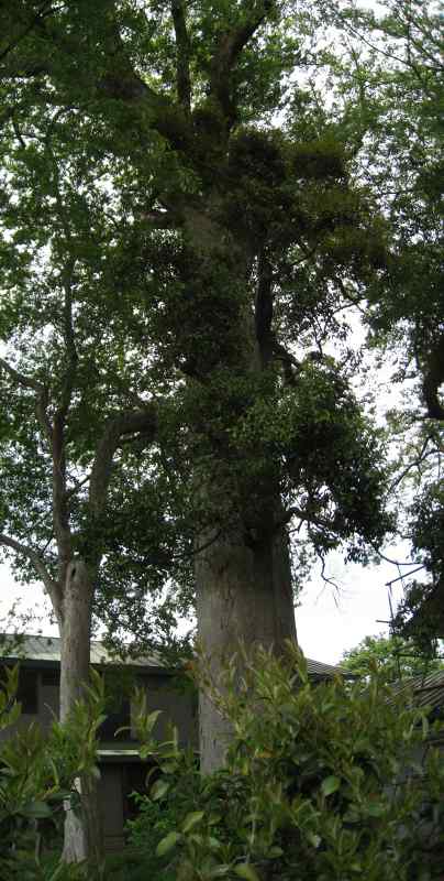 e0117318_21433918.jpg