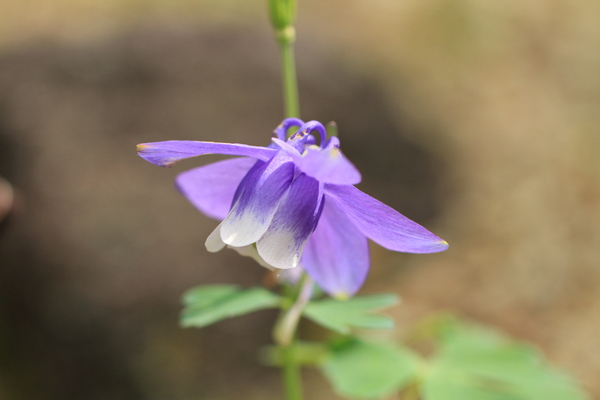 箱根で出会った花々_a0075819_22534760.jpg