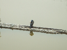 f0090719_8133638.jpg