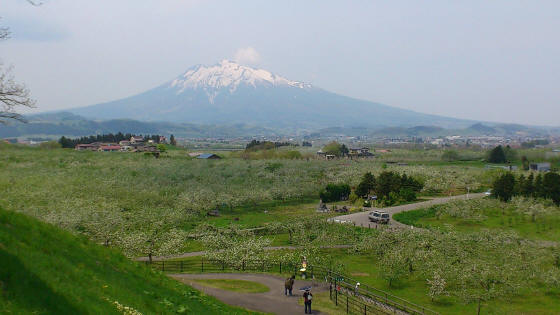 りんごの花20120518:弘前市りんご公園(弘前市)_b0147224_17173068.jpg