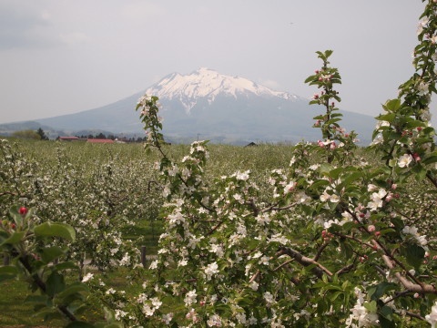りんごの花20120518:弘前市りんご公園(弘前市)_b0147224_17193626.jpg