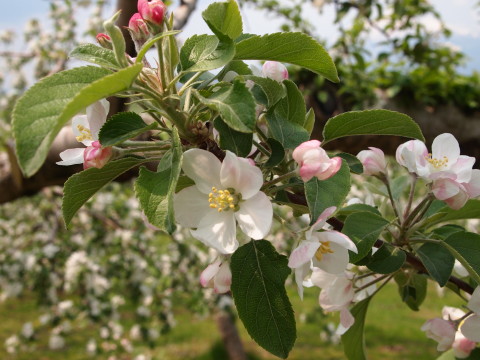 りんごの花20120518:弘前市りんご公園(弘前市)_b0147224_17195190.jpg