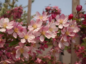 りんごの花20120518:弘前市りんご公園(弘前市)_b0147224_17254622.jpg
