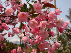 りんごの花20120518:弘前市りんご公園(弘前市)_b0147224_1726199.jpg
