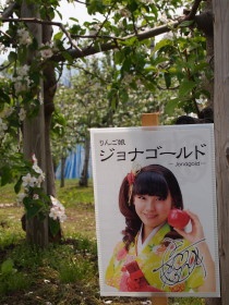 りんごの花20120518:弘前市りんご公園(弘前市)_b0147224_17303568.jpg