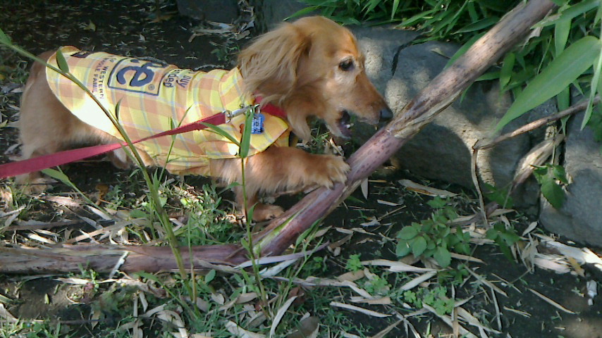 c0190424_15395146.jpg