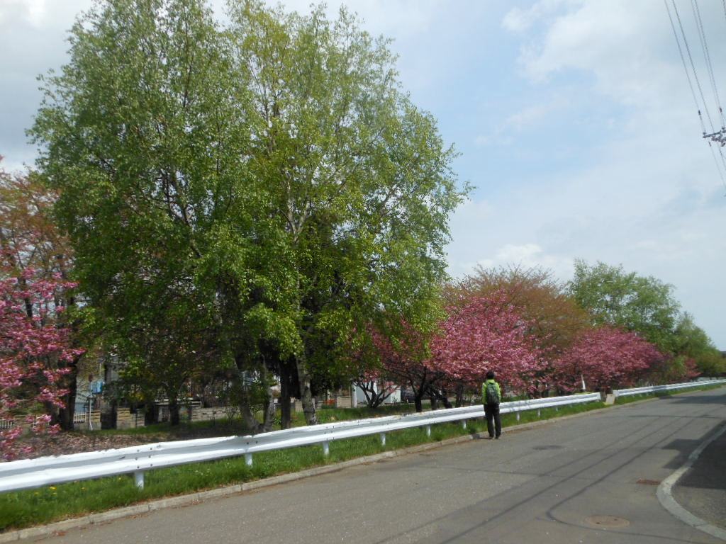 1756)　「昨日の風景　サイクリング・ロードの八重桜&昼食」_f0126829_2223632.jpg