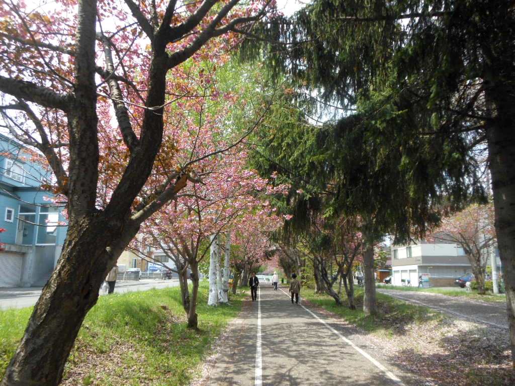 1756)　「昨日の風景　サイクリング・ロードの八重桜&昼食」_f0126829_22265785.jpg