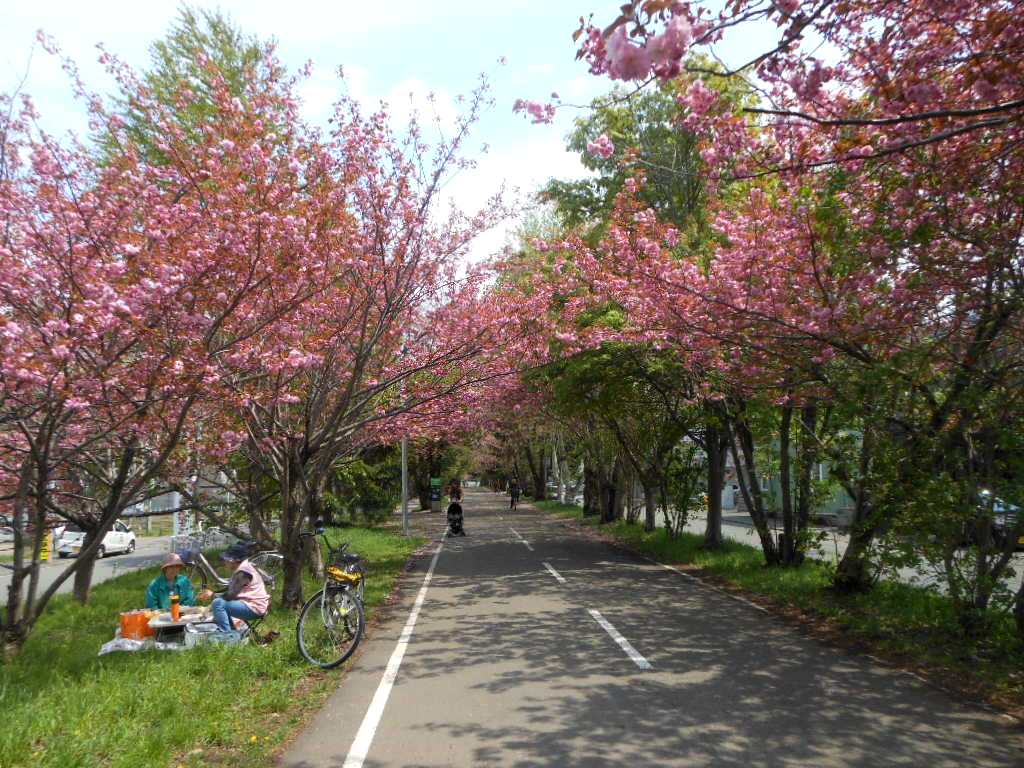 1756)　「昨日の風景　サイクリング・ロードの八重桜&昼食」_f0126829_22343898.jpg