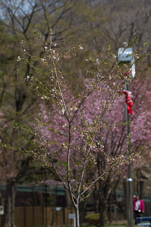 円山動物園 桜 その1_a0016730_19283876.jpg