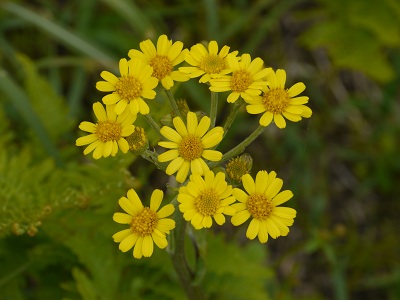 e0252832_15551196.jpg