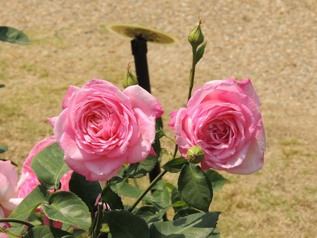 薔薇　靭公園　1_d0027244_2230247.jpg