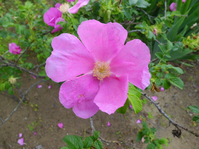 f0031546_23403315.jpg