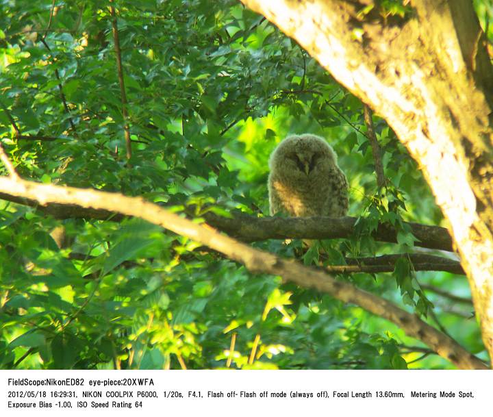 2012.5.18 秋ヶ瀬公園・ピクニックの森_c0062451_20103930.jpg