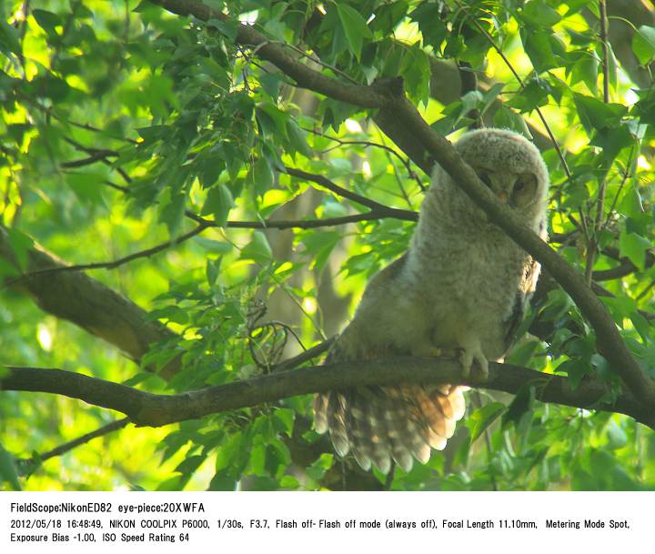 2012.5.18 秋ヶ瀬公園・ピクニックの森_c0062451_20112495.jpg