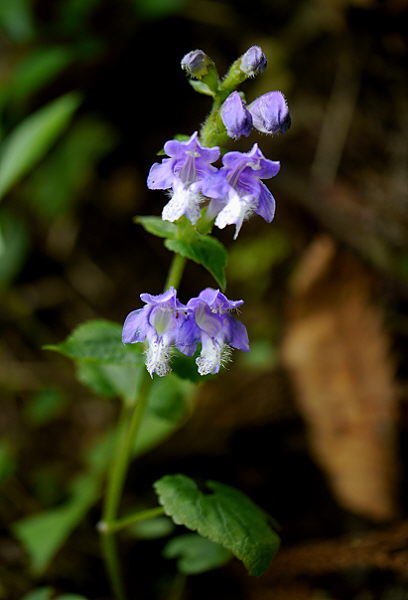 d0091754_08766.jpg