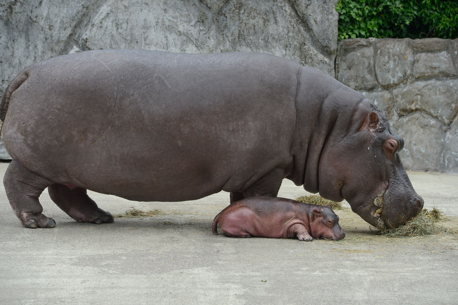 【公式】フジのお歳暮・冬ギフト カバの親子 : 動物園へ行こう 置物