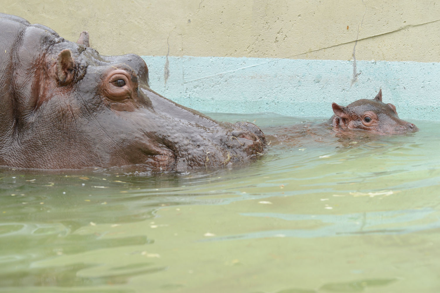 カバの親子 : 動物園へ行こう