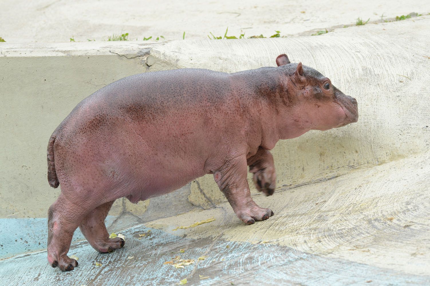 【SEAL限定商品】 カバの親子 : 動物園へ行こう 置物