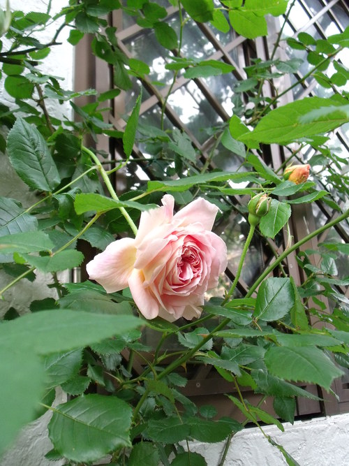 バラの庭づくり_d0231057_2139861.jpg