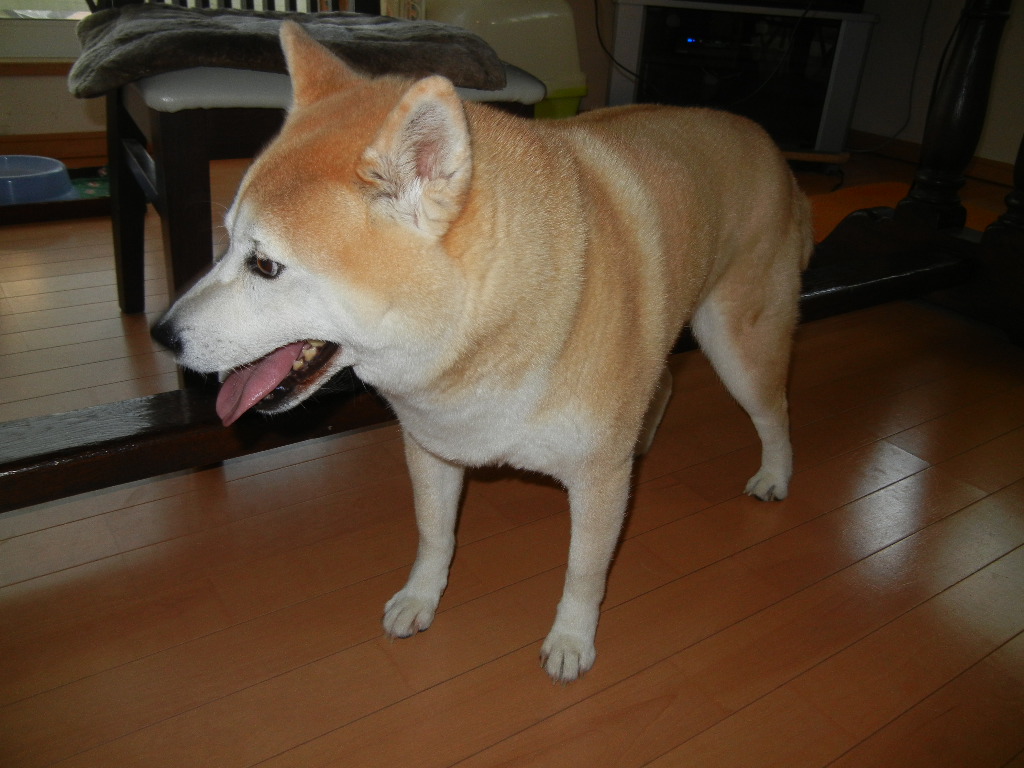 ２０１２年５月１８日（金）霰（あられ）、雷、雨、荒天！_f0060461_14123729.jpg