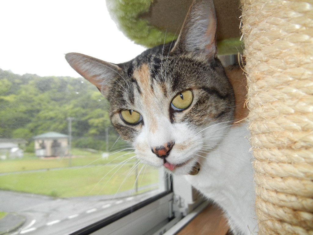 ２０１２年５月１８日（金）霰（あられ）、雷、雨、荒天！_f0060461_14183970.jpg