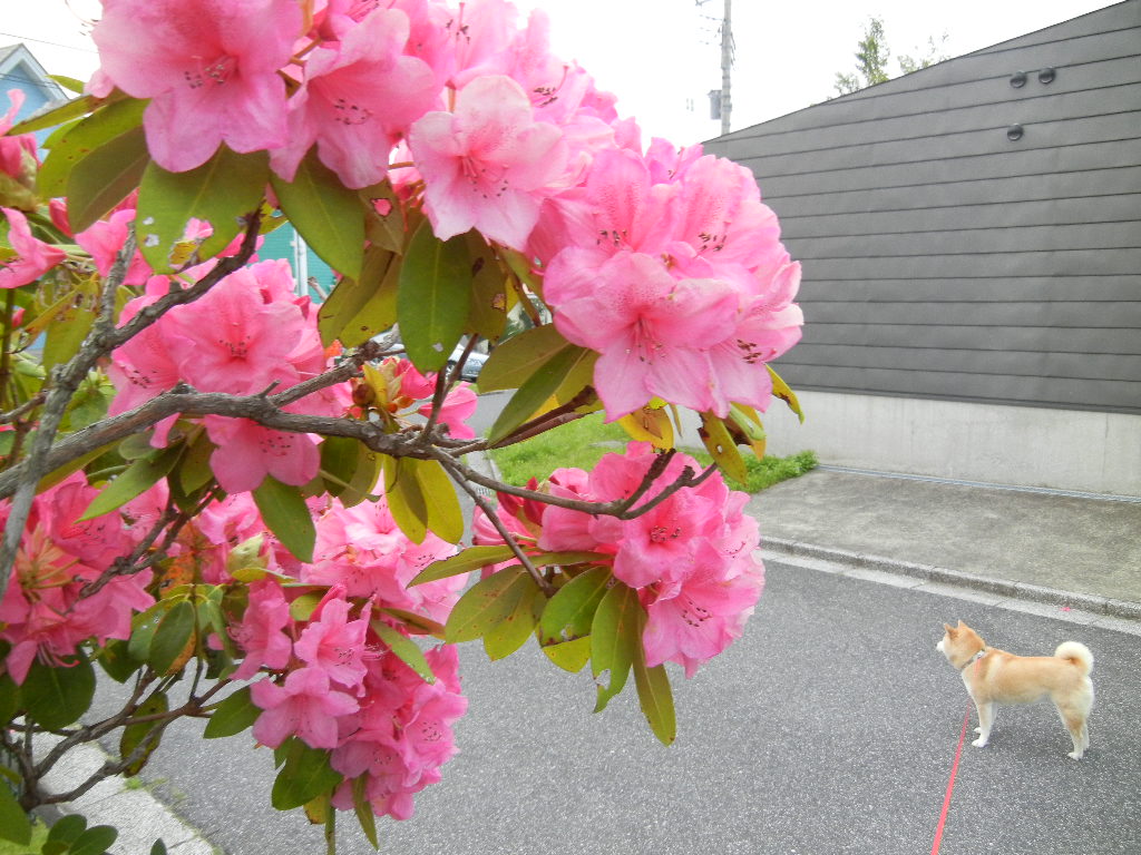 ２０１２年５月１８日（金）霰（あられ）、雷、雨、荒天！_f0060461_14505560.jpg