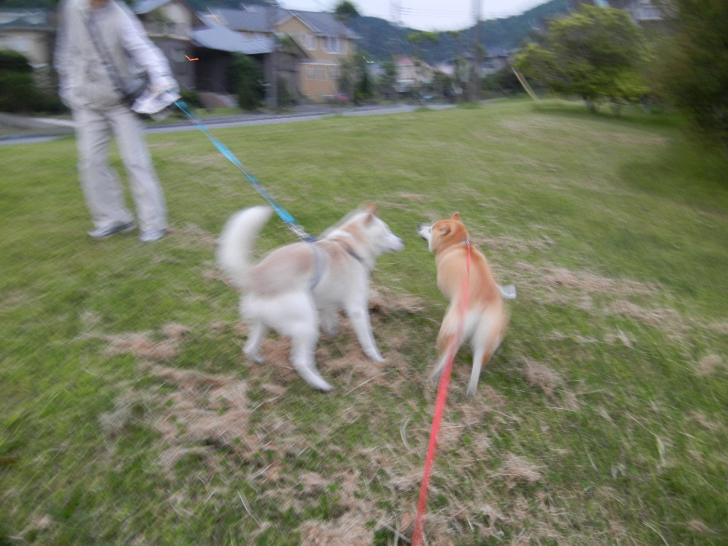 ２０１２年５月１８日（金）霰（あられ）、雷、雨、荒天！_f0060461_14525497.jpg