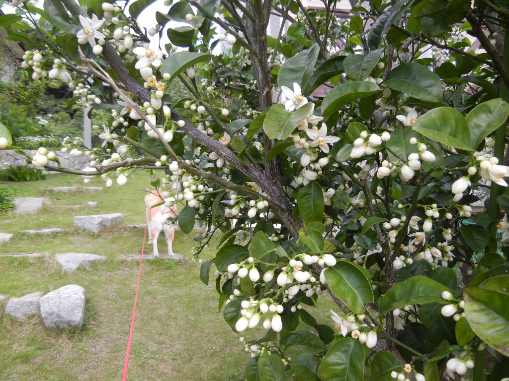 ２０１２年５月１８日（金）霰（あられ）、雷、雨、荒天！_f0060461_14545547.jpg