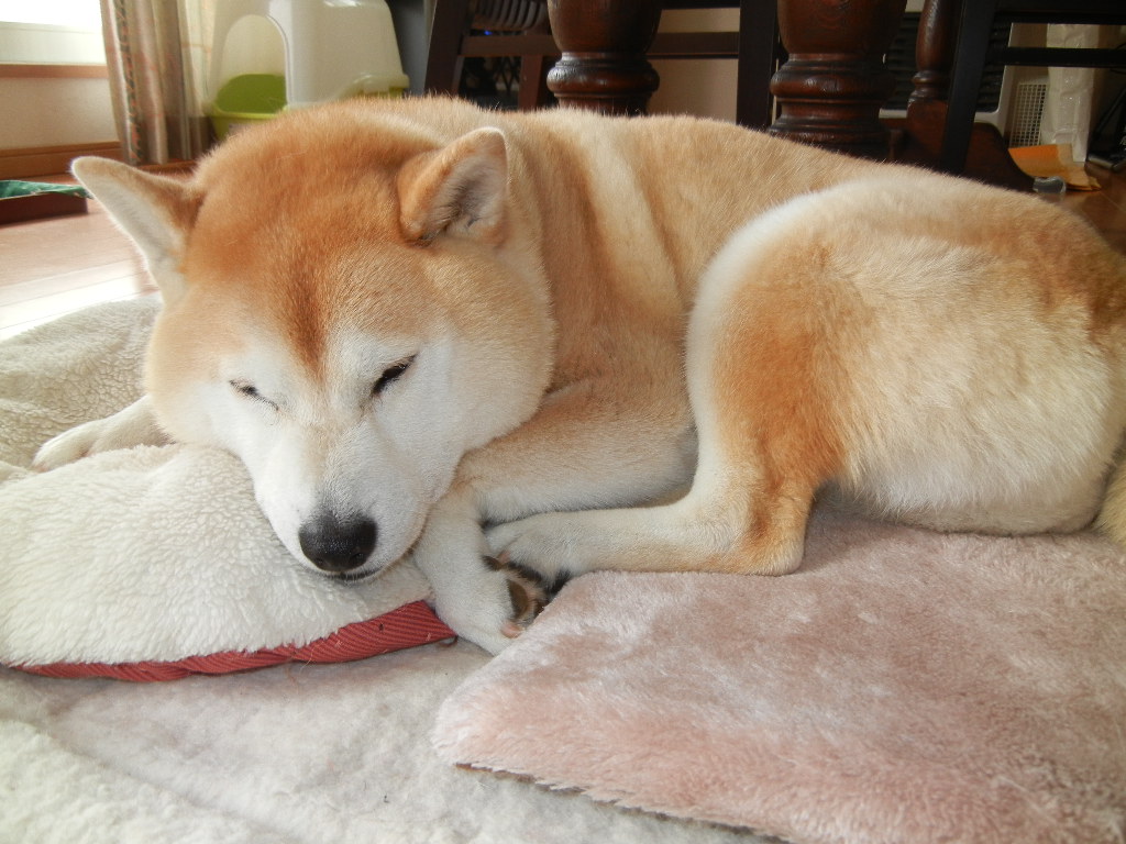 ２０１２年５月１８日（金）霰（あられ）、雷、雨、荒天！_f0060461_1533265.jpg