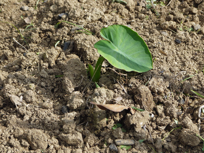 サツマイモの苗植え付け、サトイモ発芽など（5・7、11、15）_c0014967_810888.jpg