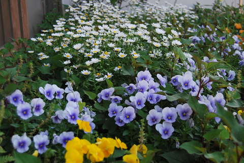 c0181769_1816651.jpg