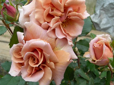 e0263072_930333.jpg