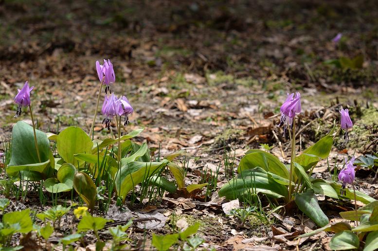 Flowers_a0079473_9193810.jpg