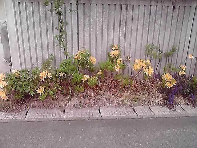 うちの庭の外溝の黄色いつつじが咲きました。_d0159273_5293584.jpg
