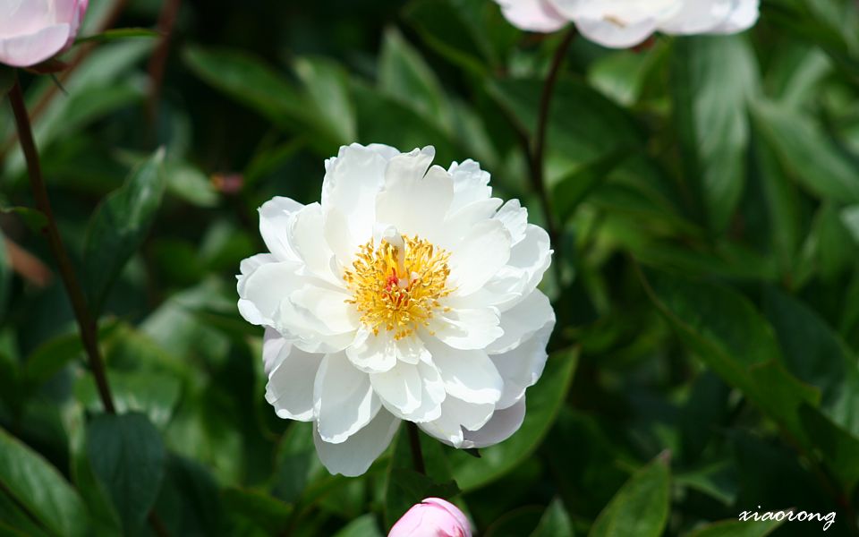 龍宝寺の芍薬_e0182674_813273.jpg