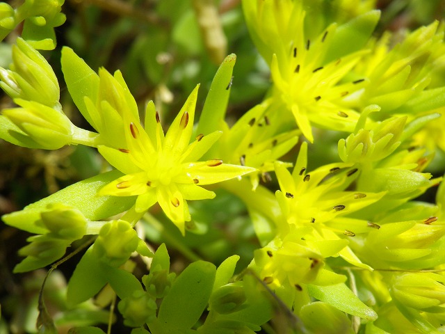 蔓万年草 ツルマンネングサ の黄色く可愛い花 自然風の自然風だより 蔓万年草 ツルマンネングサ の黄色く可愛い花 自然風の自然風だより