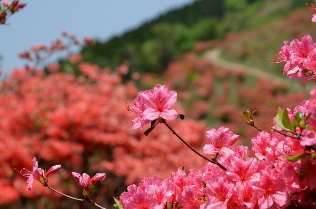 葛城山のツツジ　2012 ①_c0229483_20535920.jpg