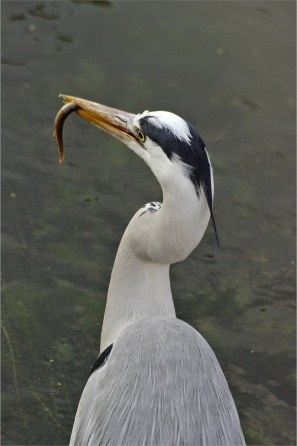 ☆☆☆☆☆ 野鳥選集・・・・・・・アオサギ ☆☆☆☆☆_a0260487_202338100.jpg