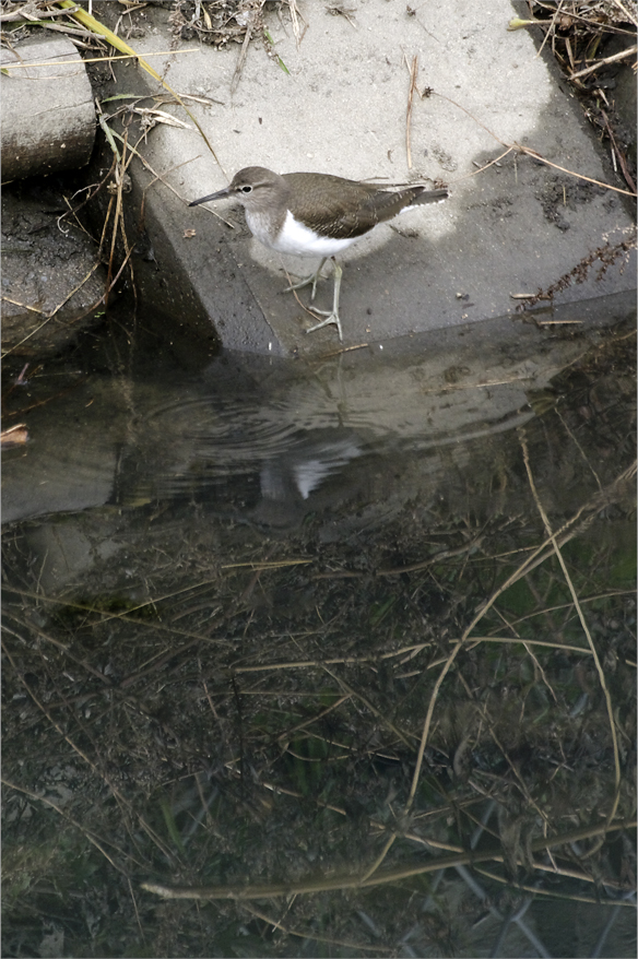 ☆☆☆☆☆ 野鳥選集・・・・・・・・イソシギ ☆☆☆☆☆_a0260487_209163.jpg