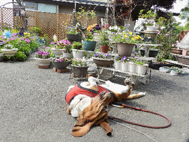 f0205887_2015011.gif