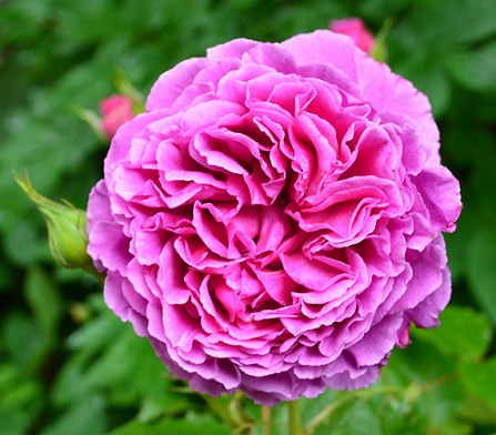 d0099791_15355.jpg