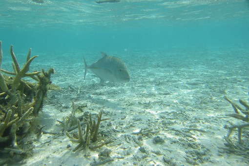e0160595_0172065.jpg