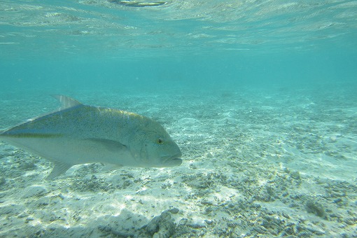 e0160595_0203127.jpg