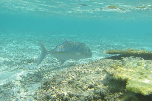 e0160595_0204425.jpg