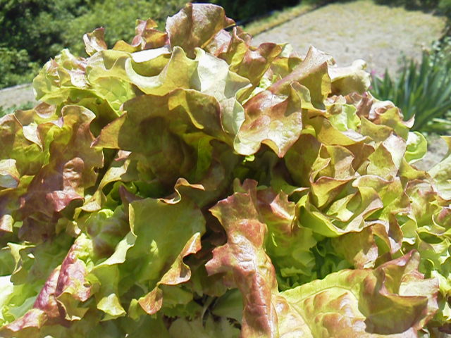 b0125397_21205466.jpg
