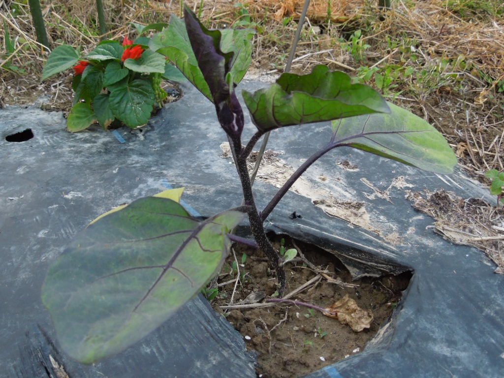 「不耕起栽培 夏野菜②-2012」_a0120513_20135663.jpg