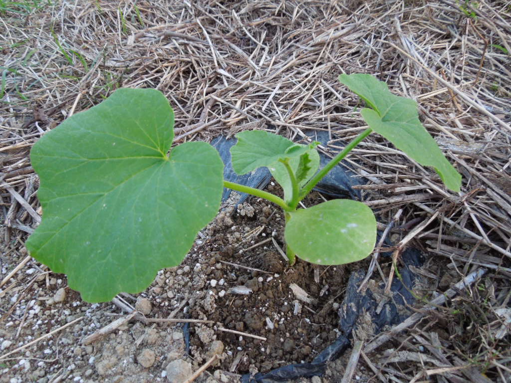 「不耕起栽培 夏野菜②-2012」_a0120513_20142223.jpg