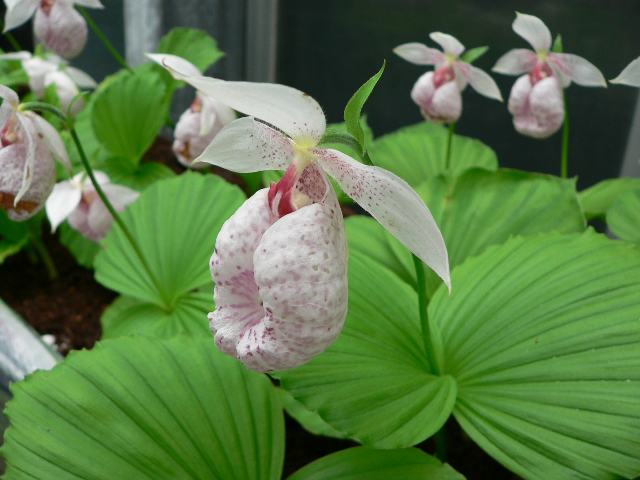 タイワンクマガイソウ 台湾熊谷草 山野草 蘭。